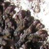 Leptogium diffractum
